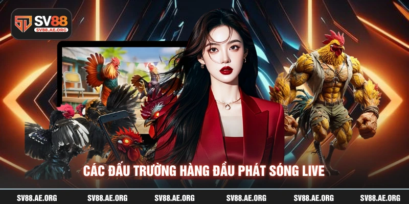 Các đấu trường hàng đầu phát sóng live