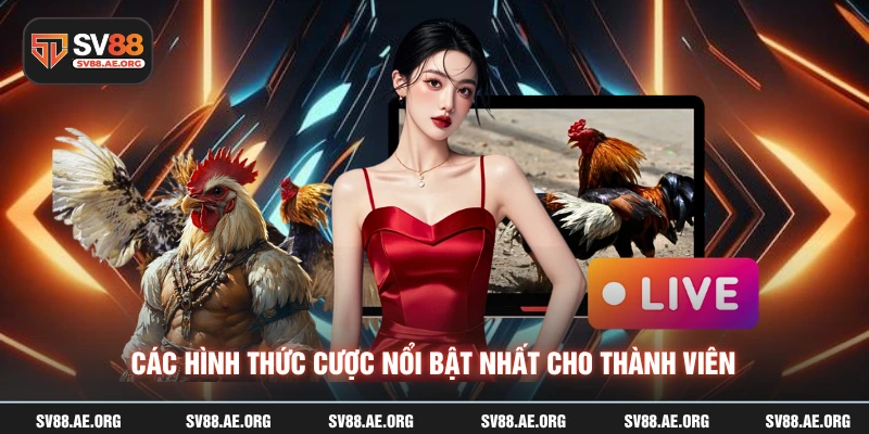 Các hình thức cược nổi bật nhất cho thành viên