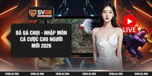 Đá Gà Chọi - Nhập Môn Cá Cược Cho Người Mới 2026
